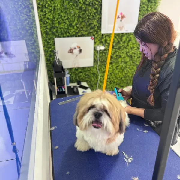 Bounce Pet Spa