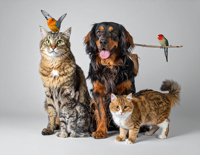 PETSHOPS NA ZONA SUL DE SÃO PAULO